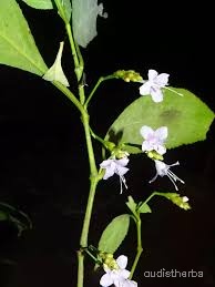 Nilgirianthus ciliatus flower6.jpg